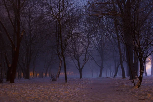 Туманна зимова ніч в парку — стокове фото