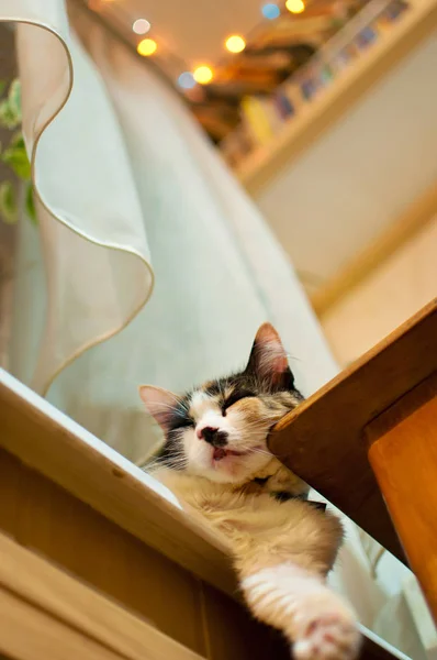 Katze liegt untätig auf Fensterbank — Stockfoto