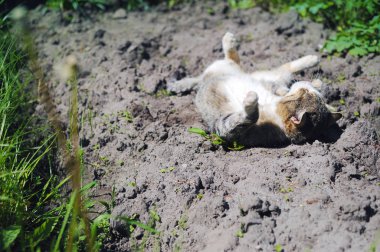yeşil çim arasında yerde yatan kedi elimden