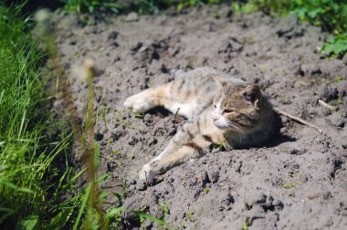yeşil çim arasında yerde yatan kedi elimden