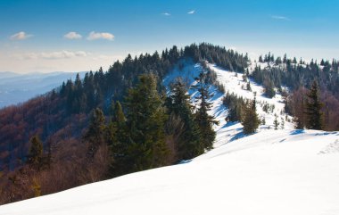 evergreen Ladin ve çam ağaçları ile orman