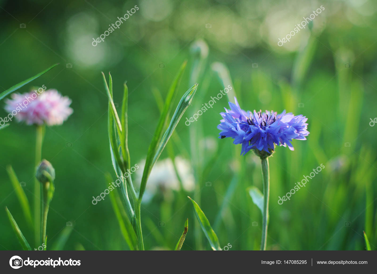 Cornflowers - güzel bir bitki Cornflowers - güzel bir bitki