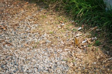 Bir küçük İtalyan duvar kertenkele