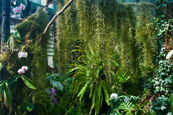 とした緑の葉 温室で蘭の花の天蓋 — ストック写真