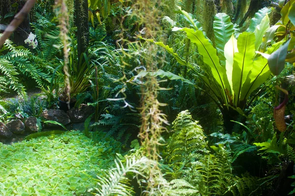 Canopy of lush green foliage, fern and orchid flowers in a greenhouse