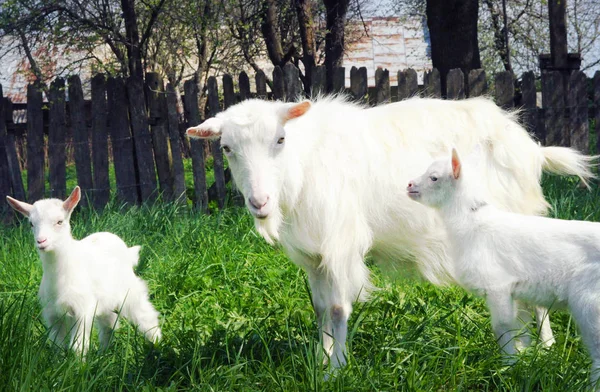 Três cabras brancas em pé entre grama verde — Fotografia de Stock