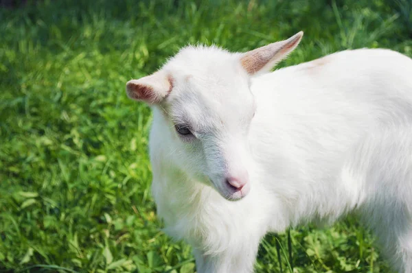 横に立っている小さな白い若いヤギ — ストック写真