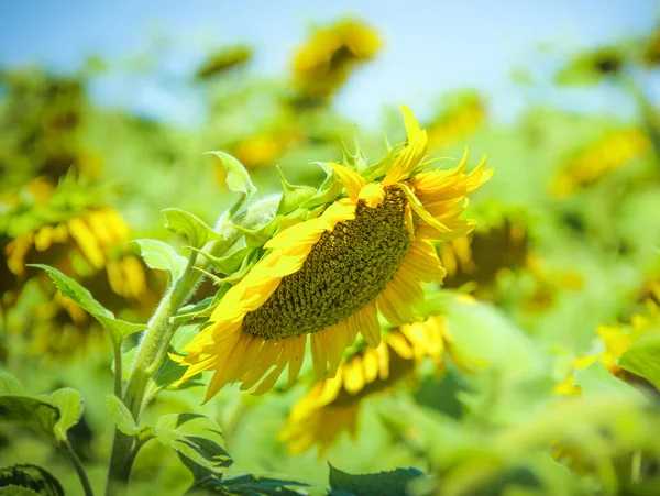 sunflower flower on a sunflower field on a summer day
