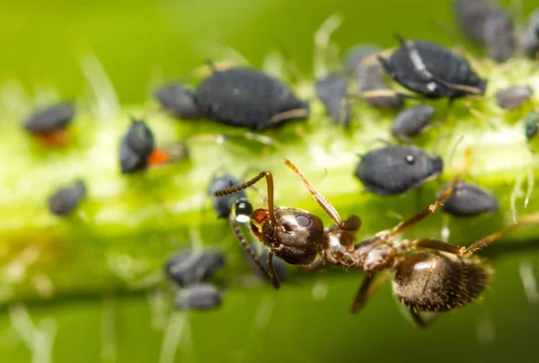 Yaprak bitlerinden elde edilen bal damlacıklarıyla beslenen kırmızı bir karıncanın makro görüntüsü