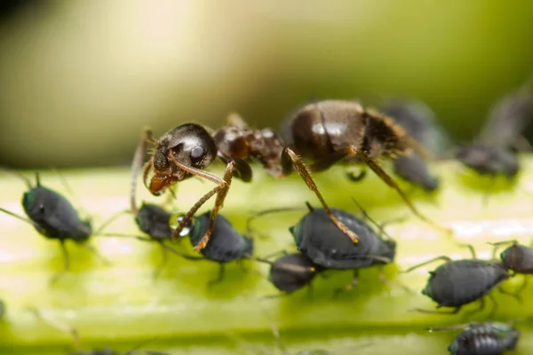 Macro Image Red Ant Feeding Honey Droplets Extracted Aphids — Stock Photo, Image