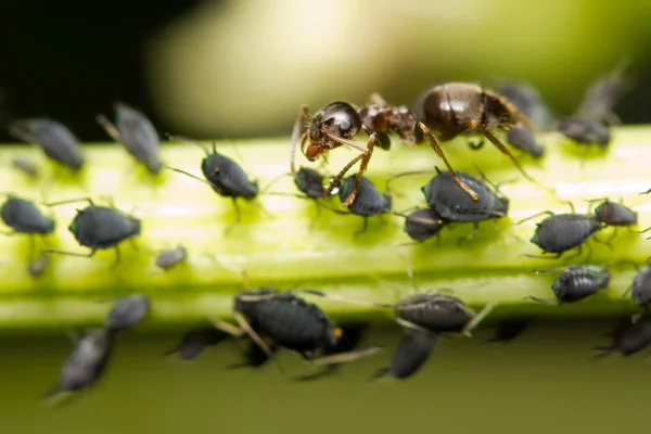 アブラムシから抽出された蜜液滴に対する赤いアリの餌のマクロ画像 — ストック写真