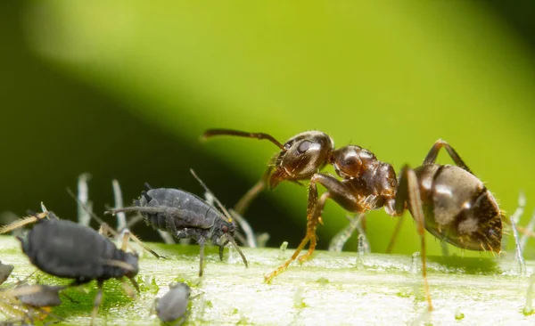 アブラムシから抽出された蜜液滴に対する赤いアリの餌のマクロ画像 — ストック写真