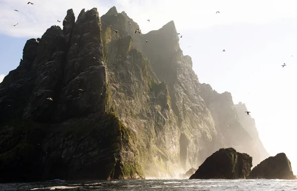 在圣基尔达偏远陡峭的悬崖峭壁上可以看到北方的刺网 圣基尔达群岛拥有欧洲最大的殖民地 有6万多个巢穴 — 图库照片