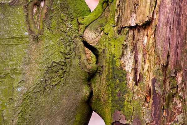 Zwei Bäume Die Ewige Liebe Zeigen — Stockfoto