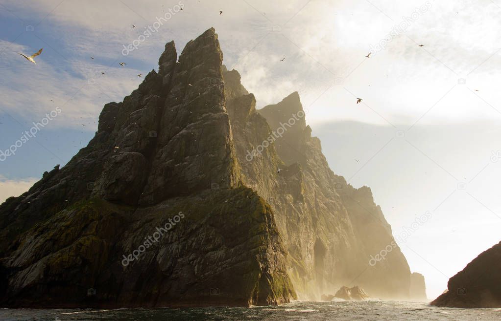 Northern gannets seen on the remote and steep cliffs of St Kilda. The Saint Kilda archipelago contains the largest colony in Europe with more than 60 000 nests