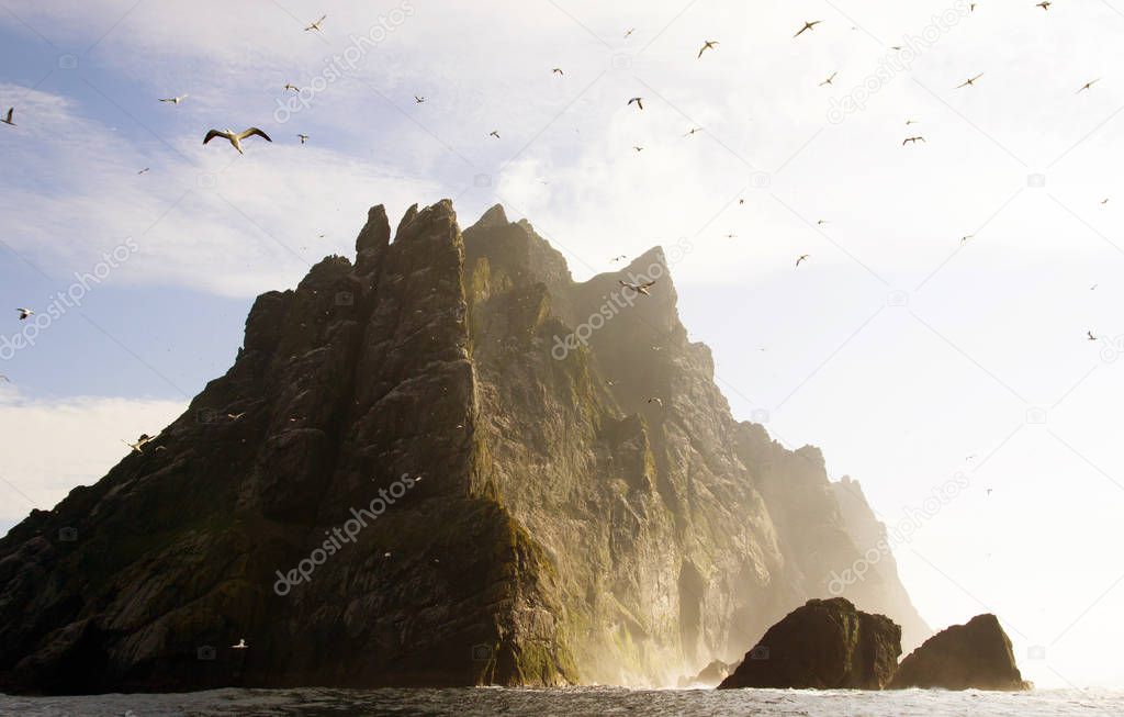 Northern gannets seen on the remote and steep cliffs of St Kilda. The Saint Kilda archipelago contains the largest colony in Europe with more than 60 000 nests