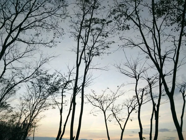 Tree at sunset background — Stock Photo, Image