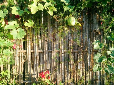 Sebze ve bitkiler bir Bambu duvar.