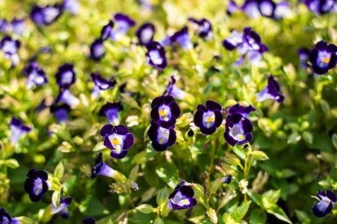 Bokeh arka plan ile mor çiçek.