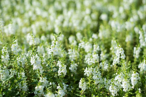 Bush av vita blommor. — Stockfoto