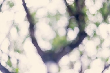 Ağaç bokeh, soyut doğa arka plan