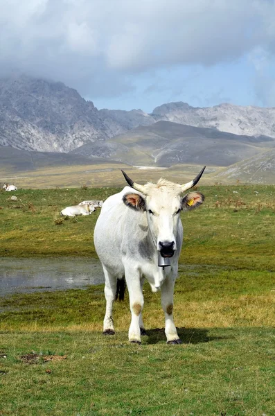 Vaca en la montaña — Foto de Stock