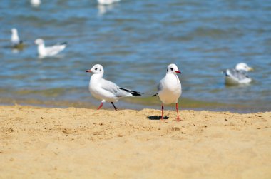 güzel martılar uçan