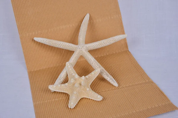 A little starfish — Stock Photo, Image