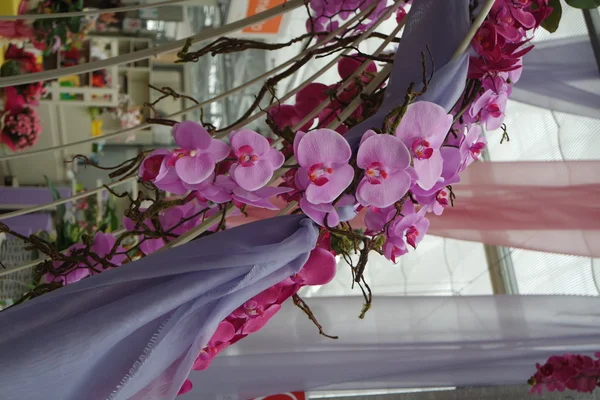 A beautiful pink orchid — Stock Photo, Image