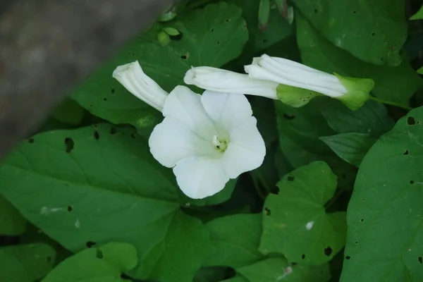 Una flor blanca —  Fotos de Stock