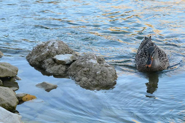 Pato en el lago —  Fotos de Stock