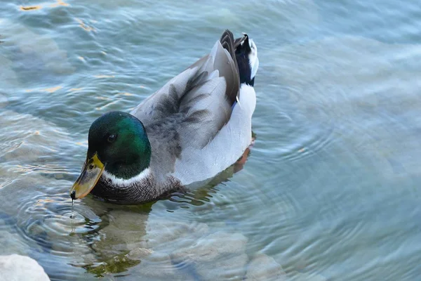 Pato en el lago —  Fotos de Stock