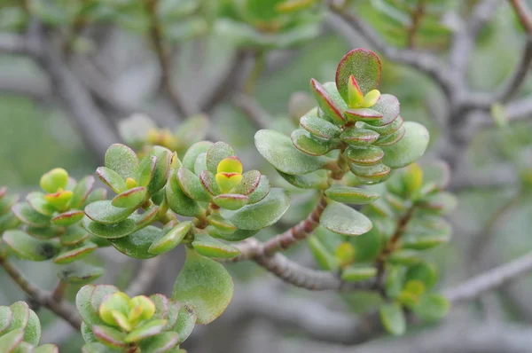 Una pianta succulenta — Foto Stock