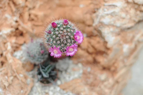Un piccolo cactus — Foto Stock
