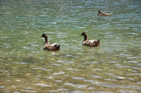 Patos en el lago —  Fotos de Stock
