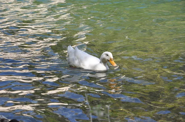 Pato en el lago —  Fotos de Stock