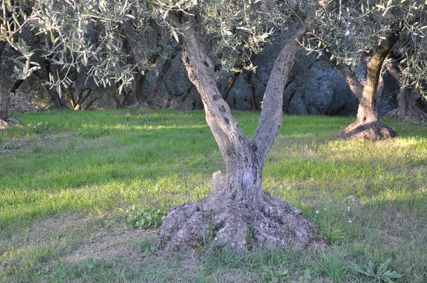 Großer Olivenbaum — Stockfoto