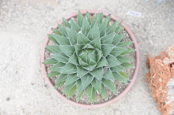 Planta gorda suculenta — Fotografia de Stock