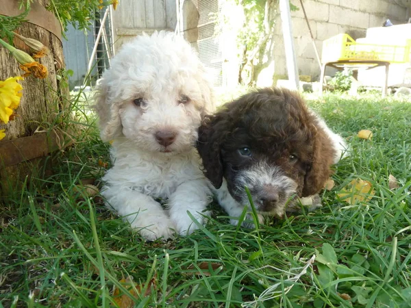Dois poodles pequenos — Fotografia de Stock