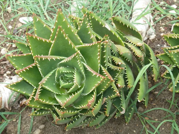 Vet succulente installatie — Stockfoto