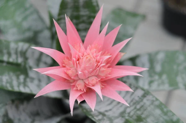 beautiful pink flower