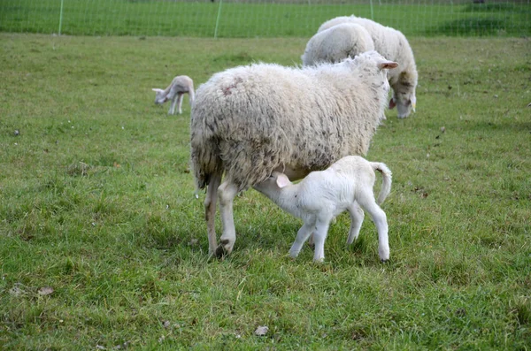 Schapen en lammeren — Stockfoto