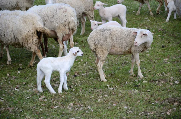 Får och lamm — Stockfoto