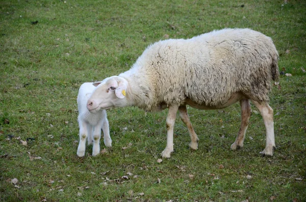 Sheep and lambs — Stock Photo, Image