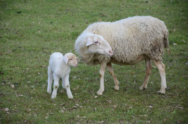 Schapen en lammeren — Stockfoto