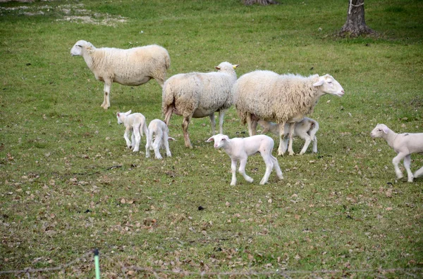 Får och lamm — Stockfoto