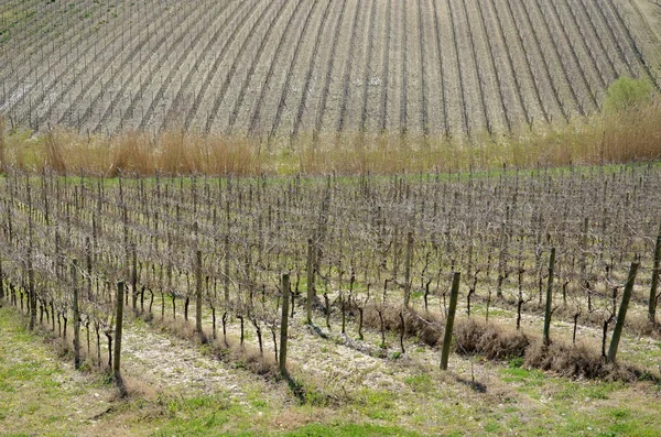 Rows of dry vines — Stock Photo, Image