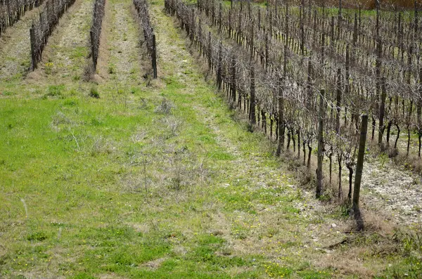 Linhas de vinhas secas — Fotografia de Stock