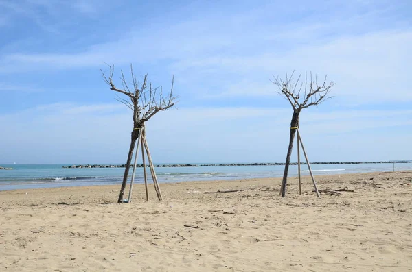 2 alberi sulla spiaggia — Foto Stock