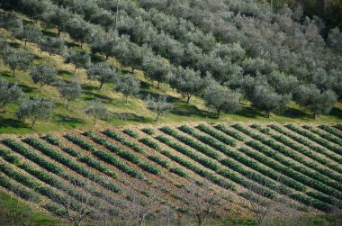 üzüm bağları ve zeytin ile sürülmüş alanlar